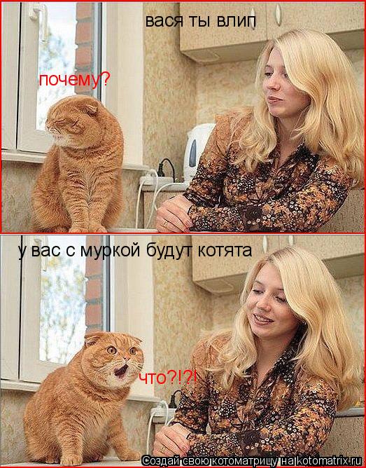вася ты влип почему? у вас с муркой будут котята что?!?!... Котоматрица: вася ты влип почему? у вас с муркой будут котята что?!?!