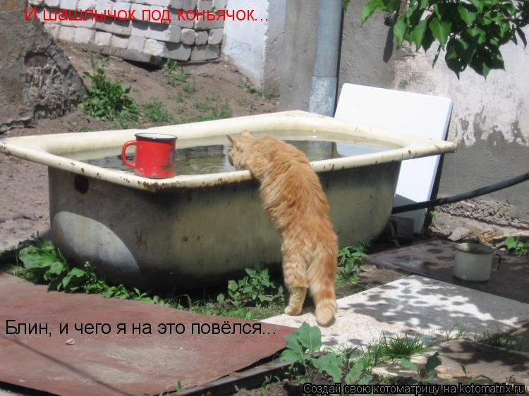 И шашлычок под коньячок... Блин, и чего я на это повёлся...... Котоматрица: И шашлычок под коньячок... Блин, и чего я на это повёлся...