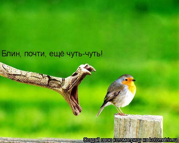 Блин, почти, ещё чуть-чуть!... Котоматрица: Блин, почти, ещё чуть-чуть!