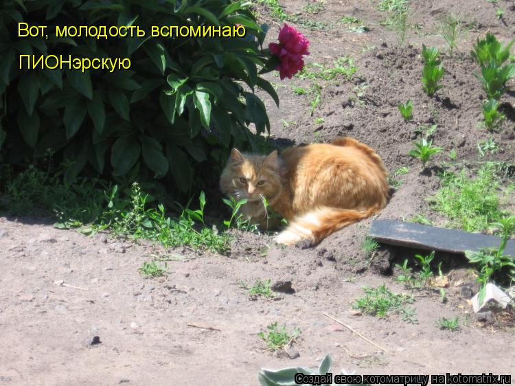 Вот, молодость вспоминаю ПИОНэрскую... Котоматрица: Вот, молодость вспоминаю ПИОНэрскую