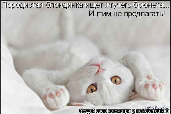Породистая блондинка ищет жгучего брюнета... Интим не предлагать!... Котоматрица: Породистая блондинка ищет жгучего брюнета... Интим не предлагать!