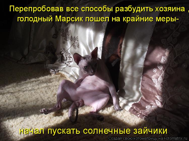 Перепробовав все способы разбудить хозяина , голодный Марсик пошел на крайние меры- начал пускать сол... Котоматрица: Перепробовав все способы разбудить хозяина , голодный Марсик пошел на крайние меры- начал пускать солнечные зайчики