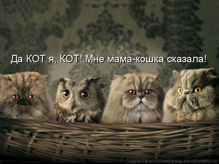Да КОТ я, КОТ! Мне мама-кошка сказала!... Котоматрица: Да КОТ я, КОТ! Мне мама-кошка сказала!