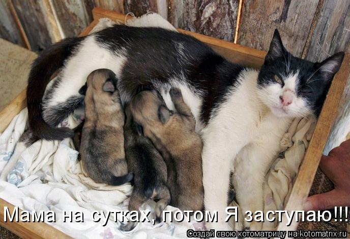 Мама на сутках, потом Я заступаю!!!... Котоматрица: Мама на сутках, потом Я заступаю!!!