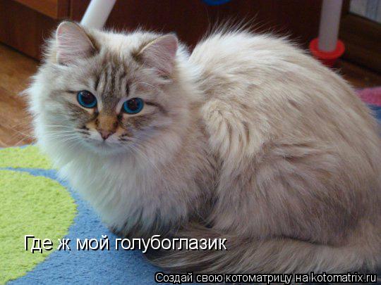 Где ж мой голубоглазик... Котоматрица: Где ж мой голубоглазик