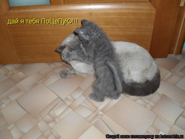 дай я тебя ПоЦеЛуЮ!!!... Котоматрица: дай я тебя ПоЦеЛуЮ!!!