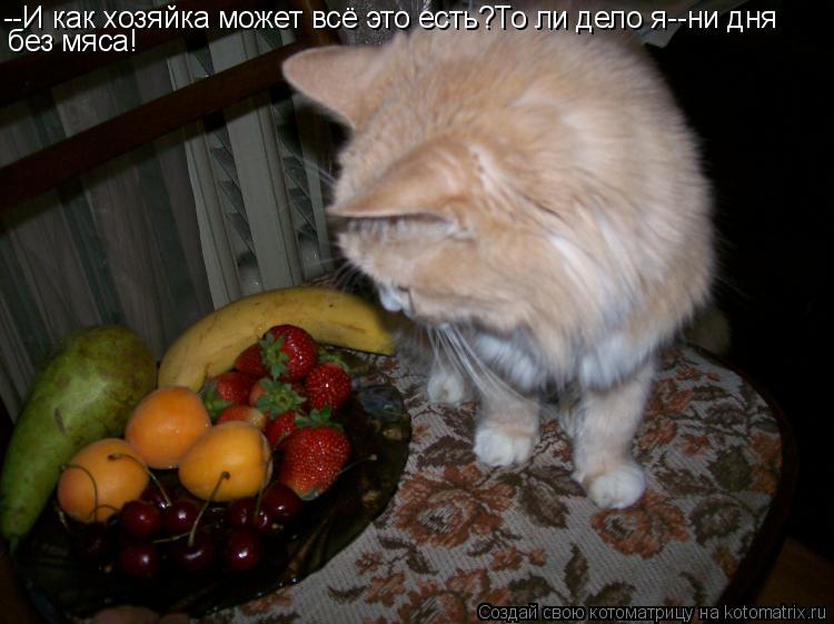 --И как хозяйка может всё это есть?То ли дело я--ни дня без мяса!... Котоматрица: --И как хозяйка может всё это есть?То ли дело я--ни дня без мяса!