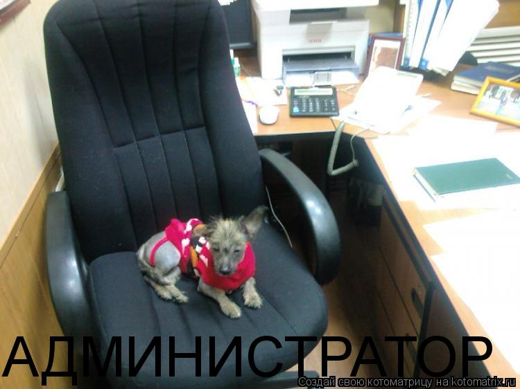 АДМИНИСТРАТОР... Котоматрица: АДМИНИСТРАТОР