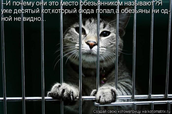 --И почему они это место обезьянником называют?Я уже десятый кот,который сюда попал,а обезьяны ни од-... Котоматрица: --И почему они это место обезьянником называют?Я уже десятый кот,который сюда попал,а обезьяны ни од- ной не видно...