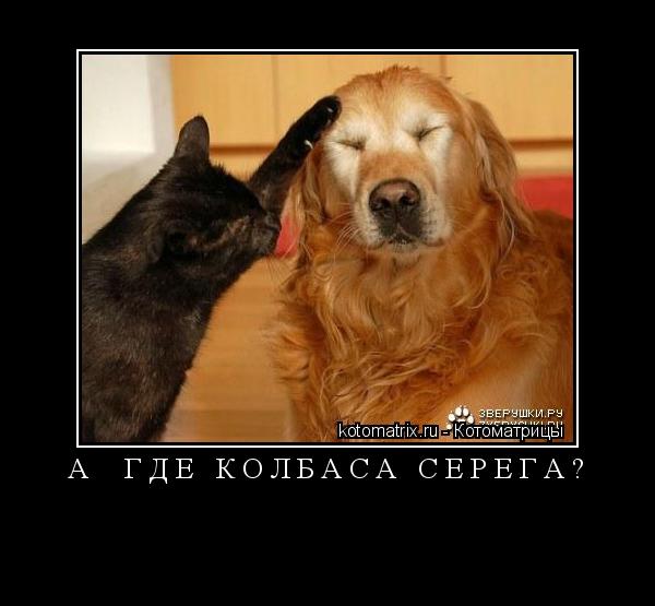 А где колбаса серёга? ... Котоматрица: А где колбаса серёга?
