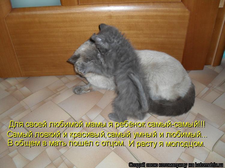 Котоматрица: Для своей любимой мамы я ребёнок самый-самый!!! Самый ловкий и красивый,самый умный и любимый... В общем в мать пошёл с отцом. И расту я молодцо