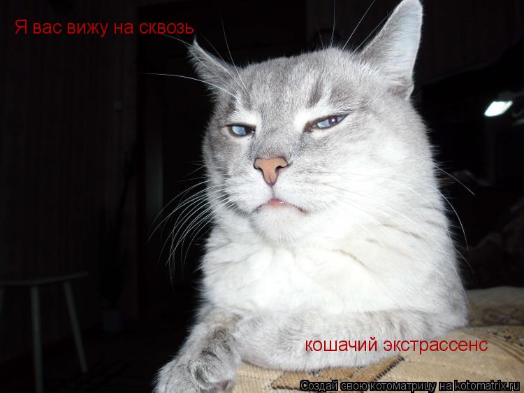 Я вас вижу на сквозь кошачий экстрассенс... Котоматрица: Я вас вижу на сквозь кошачий экстрассенс