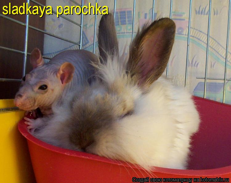 Котоматрица: sladkaya parochka