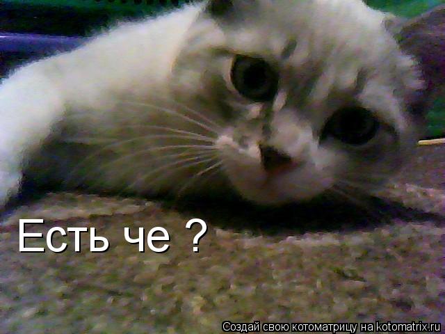 Котоматрица: Есть че ?