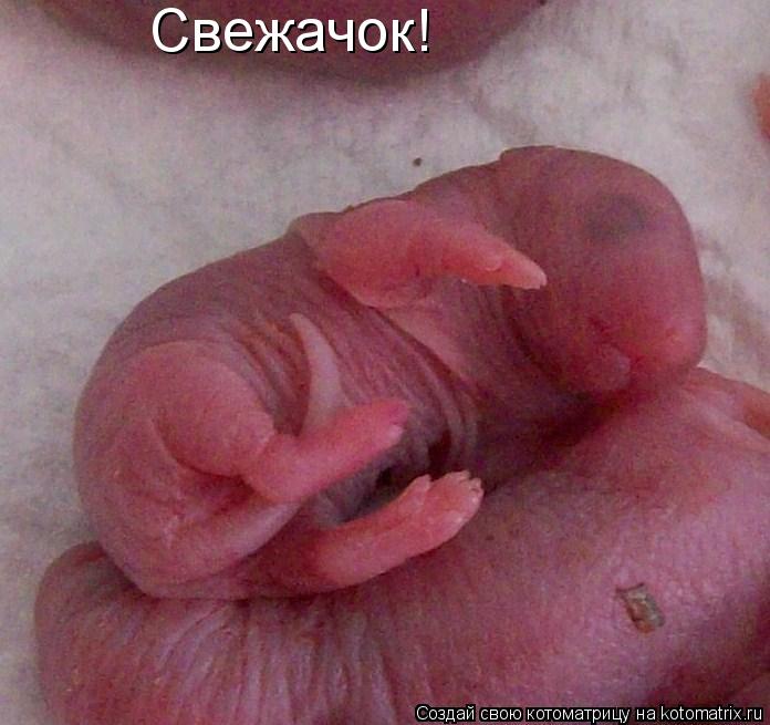 Котоматрица: Свежачок!