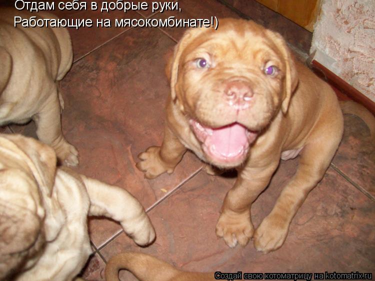 Котоматрица: Отдам себя в добрые руки,  Работающие на мясокомбинате!)