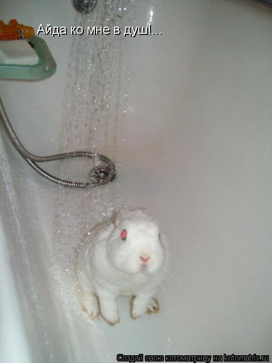 Котоматрица: Айда ко мне в душ!...