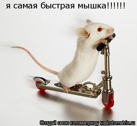Котоматрица: я самая быстрая мышка!!!!!!