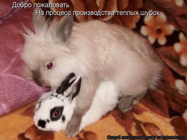 Котоматрица: Добро пожаловать На процесс производства теплых шубок