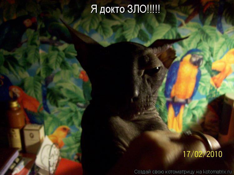 Котоматрица: Я докто ЗЛО!!!!!