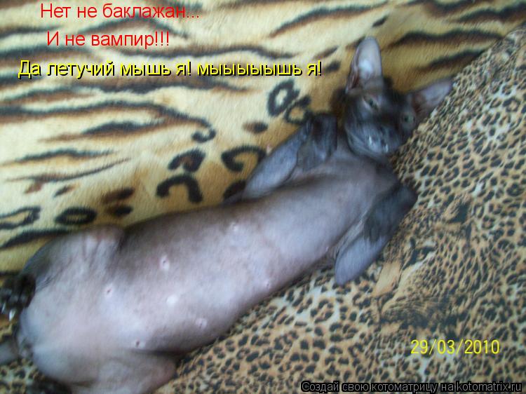 Котоматрица: Нет не баклажан... И не вампир!!! Да летучий мышь я! мыыыыышь я!