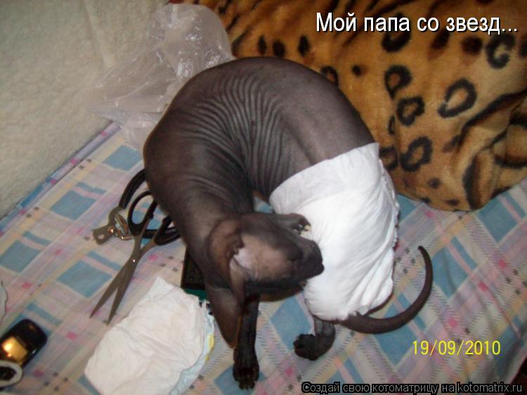 Котоматрица: Мой папа со звезд...