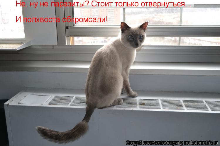Котоматрица: Не, ну не паразиты? Стоит только отвернуться... И полхвоста обкромсали!
