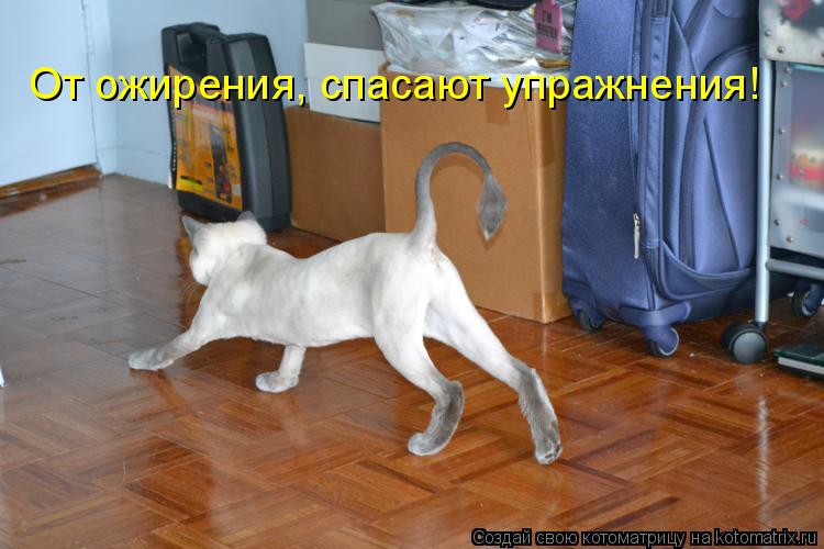 Котоматрица: От ожирения, спасают упражнения!