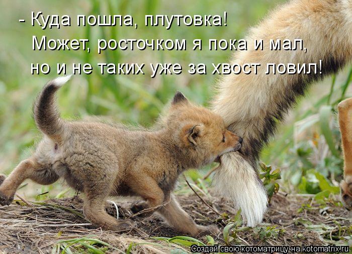 Котоматрица: - Куда пошла, плутовка! Может, росточком я пока и мал, но и не таких уже за хвост ловил!