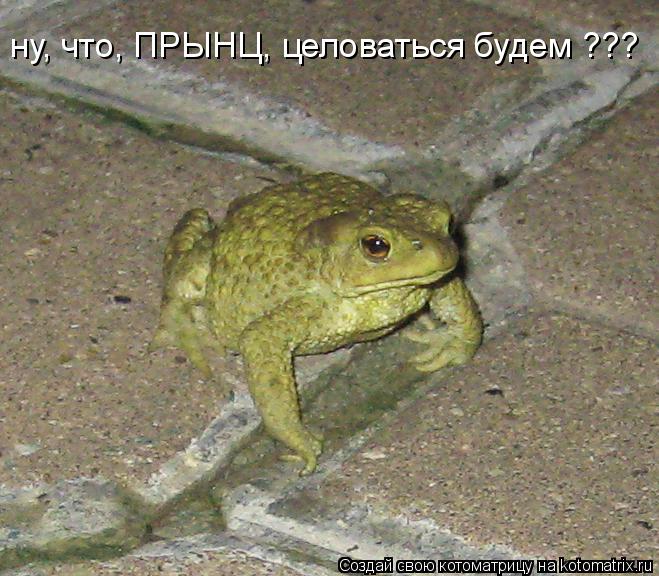 Котоматрица: ну, что, ПРЫНЦ, целоваться будем ???