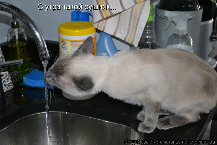 Котоматрица: С утра такой сушняк...