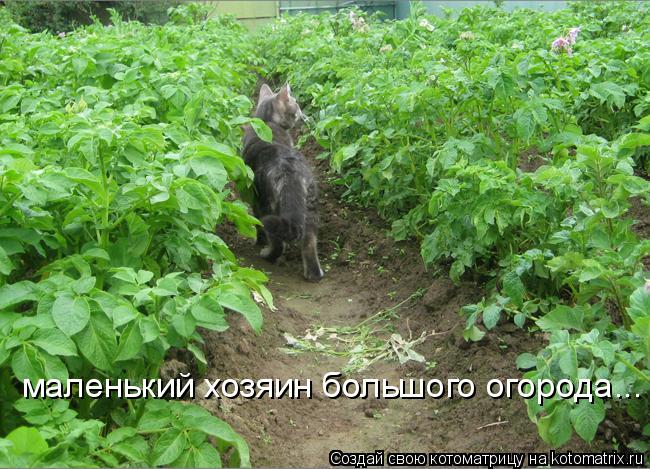 Котоматрица: маленький хозяин большого огорода...
