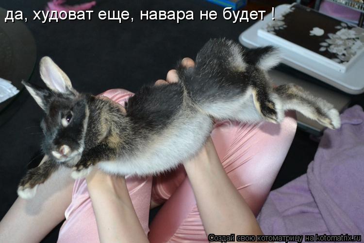 Котоматрица: да, худоват еще, навара не будет !