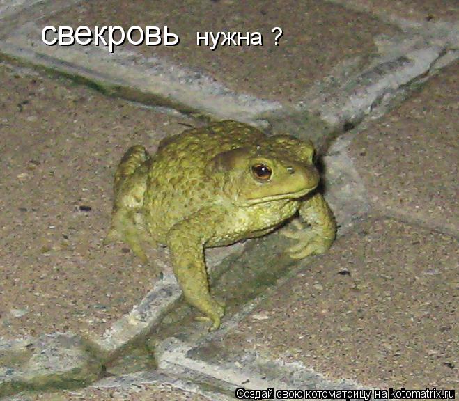 Котоматрица: свекровь нужна ?