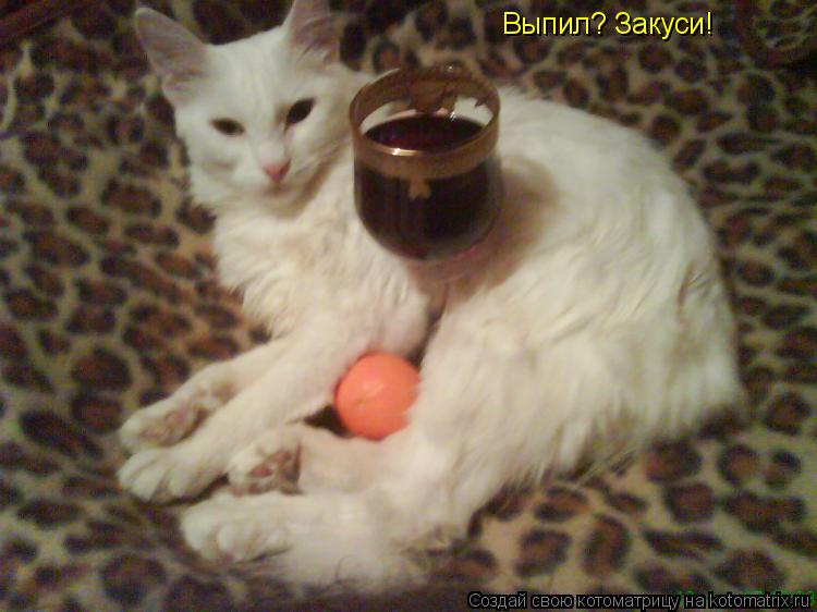Котоматрица: Выпил? Закуси!