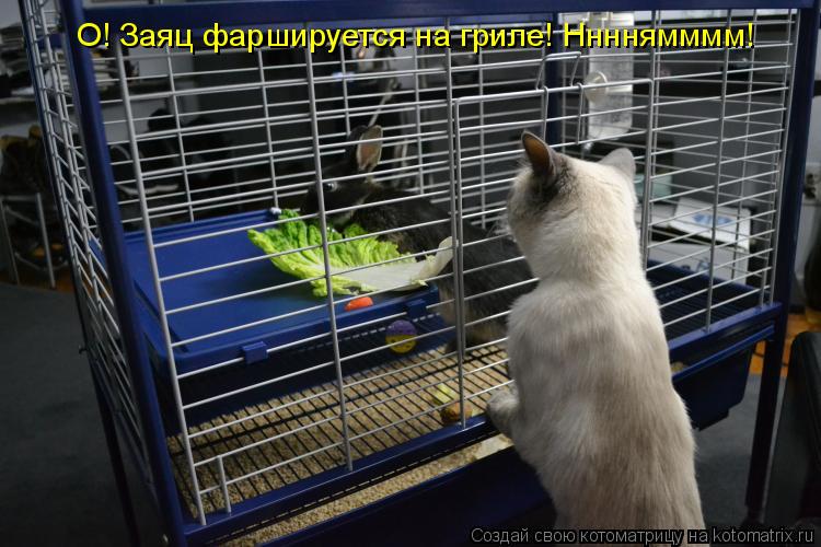 Котоматрица: О! Заяц фаршируется на гриле! Ннннямммм!
