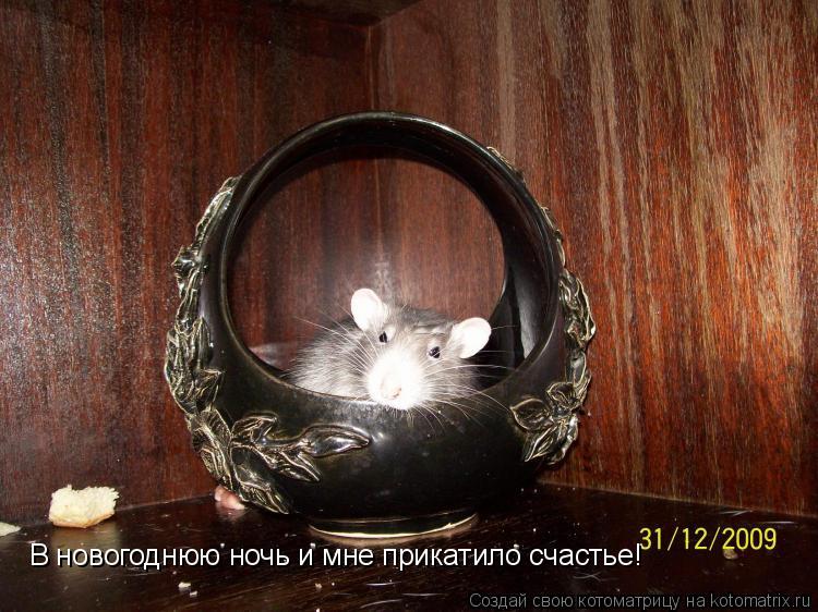 Котоматрица: В новогоднюю ночь и мне прикатило счастье!