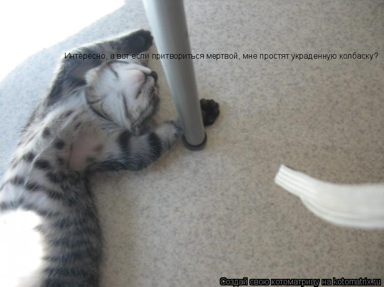 Котоматрица: Интересно, а вот если притвориться мертвой, мне простят украденную колбаску?