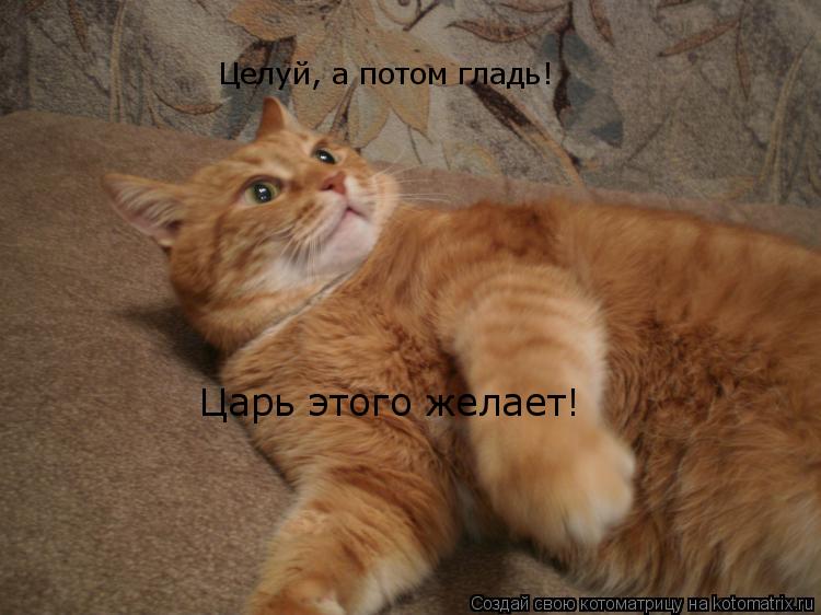 Котоматрица: Целуй, а потом гладь! Царь этого желает!