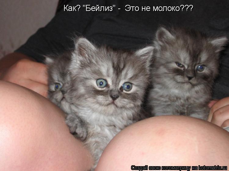 Котоматрица: Как? "Бейлиз" -  Это не молоко???