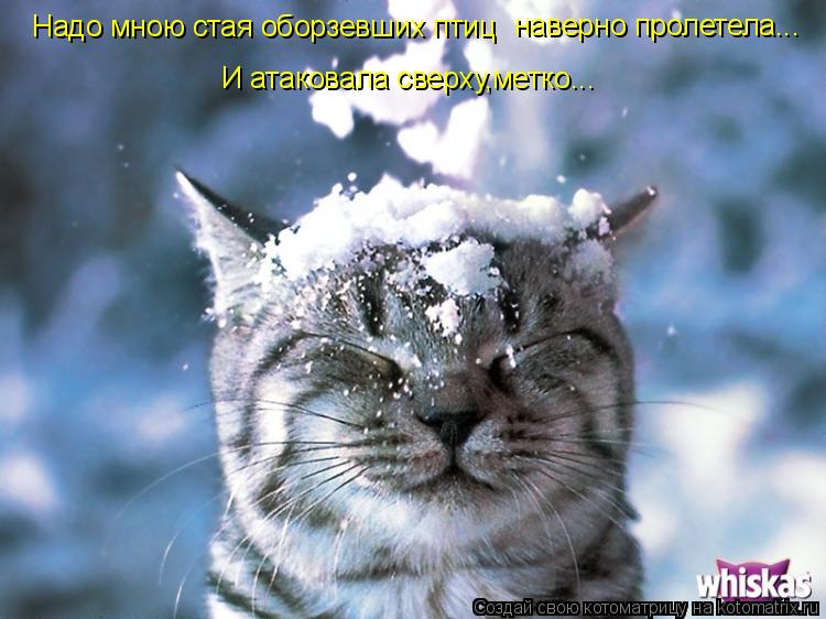 Надо мною стая оборзевших птиц наверно пролетела... И атаковала сверху,метко...... Котоматрица: Надо мною стая оборзевших птиц наверно пролетела... И атаковала сверху,метко...