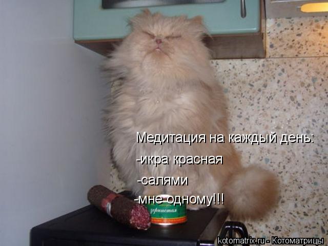 Медитация на каждый день: -икра красная -салями -мне одному!!!... Котоматрица: Медитация на каждый день: -икра красная -салями -мне одному!!!