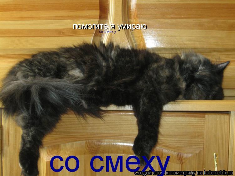 помогите я умираю со смеху со смеху... Котоматрица: помогите я умираю со смеху со смеху