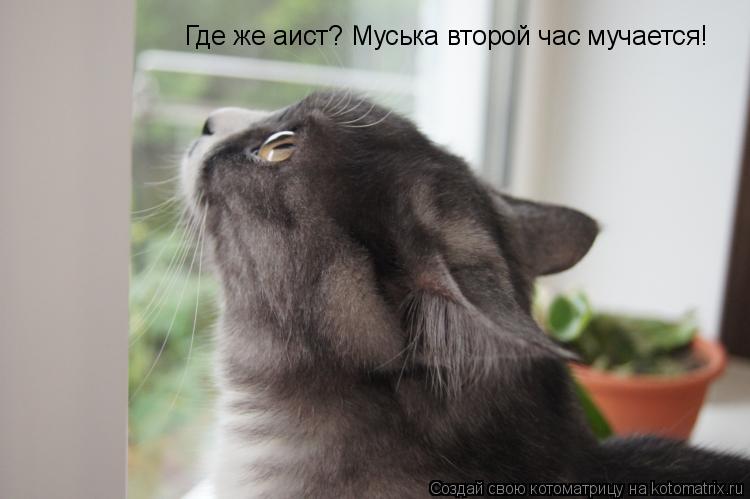 Где же аист? Муська второй час мучается!... Котоматрица: Где же аист? Муська второй час мучается!