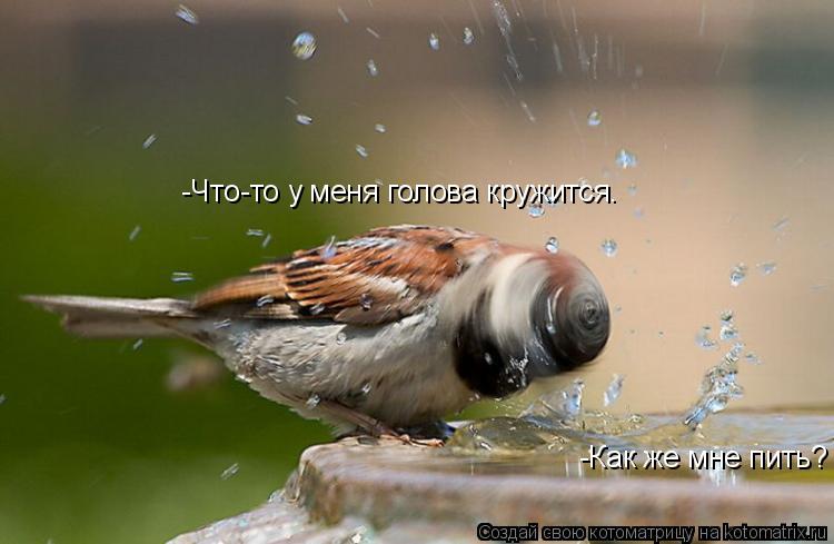 -Что-то у меня голова кружится. -Как же мне пить?... Котоматрица: -Что-то у меня голова кружится. -Как же мне пить?