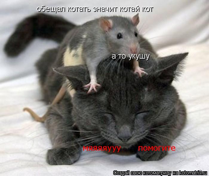 обещал котать значит котай кот а то укушу мяяяяууу помогите... Котоматрица: обещал котать значит котай кот а то укушу мяяяяууу помогите