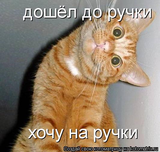 дошёл до ручки хочу на ручки... Котоматрица: дошёл до ручки хочу на ручки