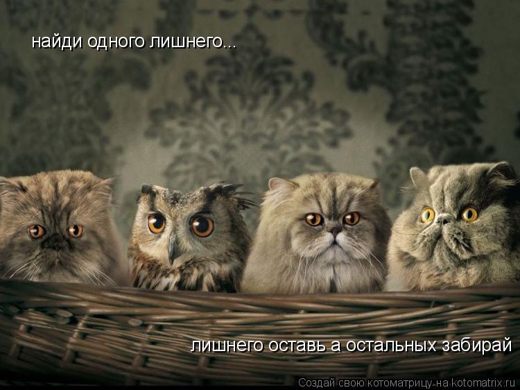 найди одного лишнего... лишнего оставь а остальных забирай... Котоматрица: найди одного лишнего... лишнего оставь а остальных забирай