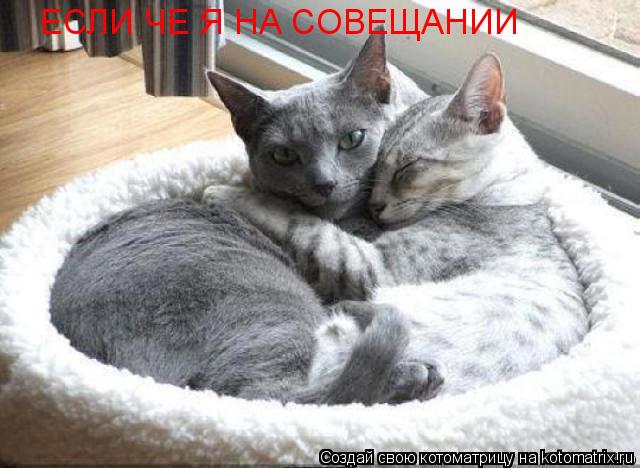 ЕСЛИ ЧЕ Я НА СОВЕЩАНИИ... Котоматрица: ЕСЛИ ЧЕ Я НА СОВЕЩАНИИ