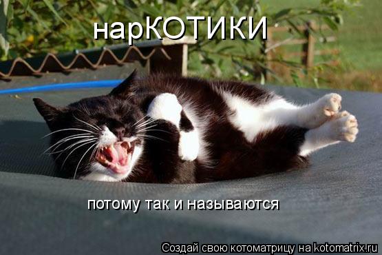 нарКОТИКИ потому так и называются... Котоматрица: нарКОТИКИ потому так и называются